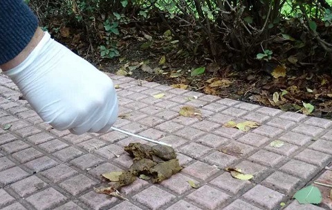 Torrejón de Ardoz implanta el ADN Canino para multar a los que no recojan los excrementos de sus perros adn canino